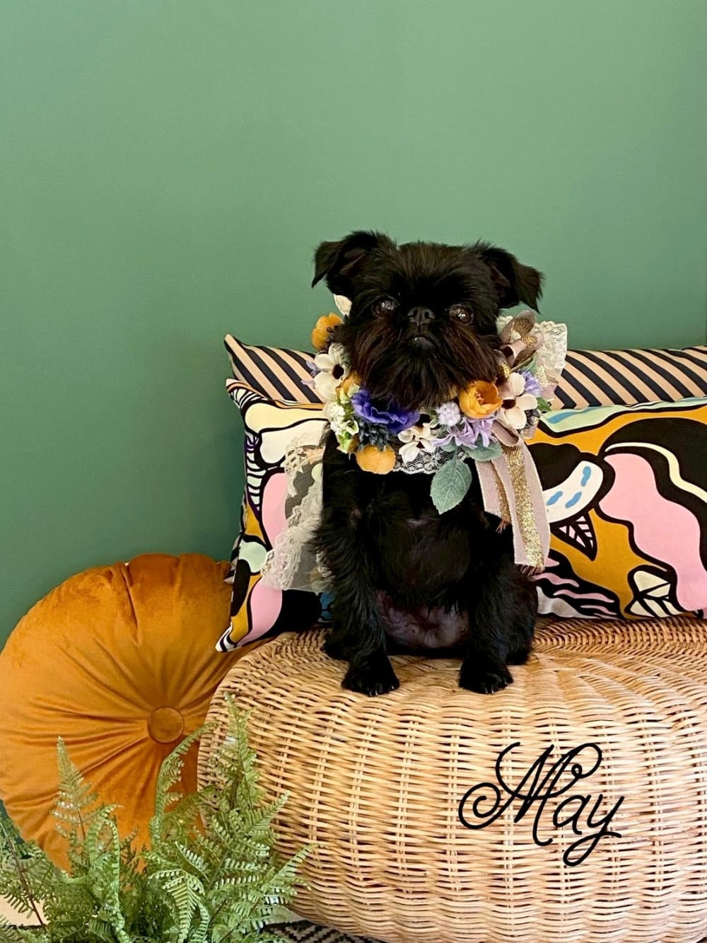 dog photo