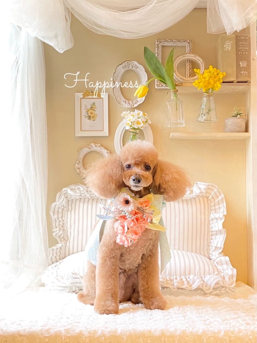 dog photo