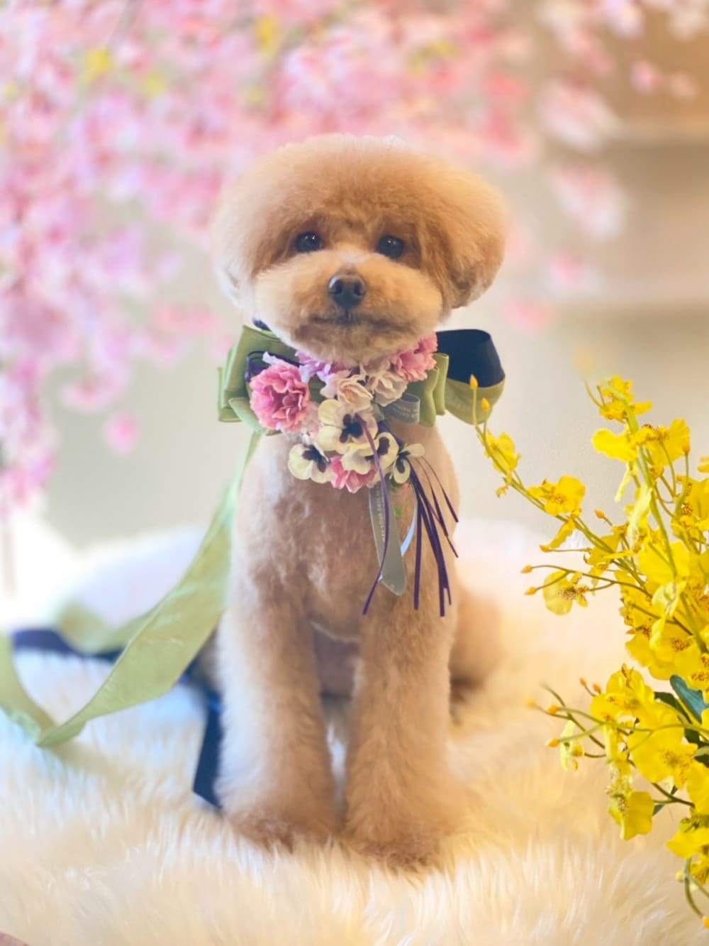 dog photo