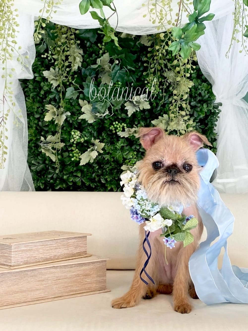 dog photo