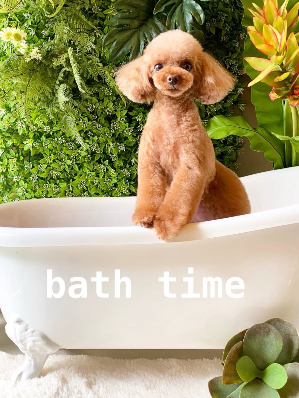 dog photo