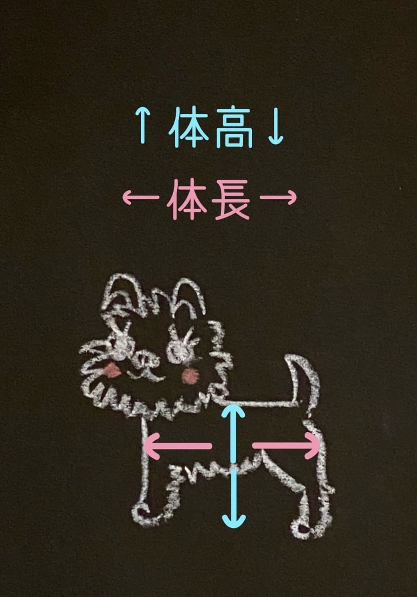 体高・体長イラスト